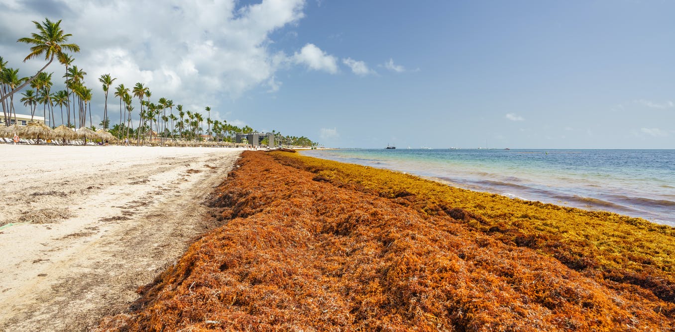 Stinky seaweed is clogging Caribbean beaches &ndash; but a New Zealand solution could turn it into green power and fertiliser