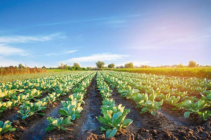 Israel Prepared To Share Agricultural Technology With Barbados